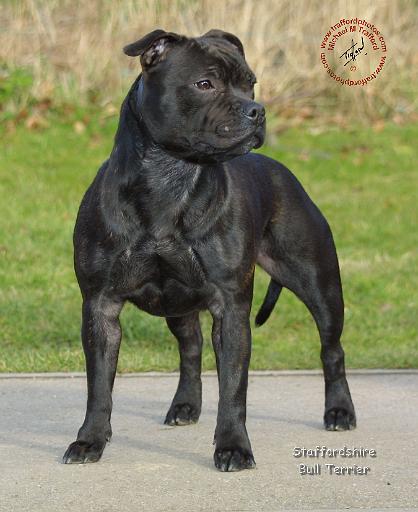 Staffordshire Bull Terrier 9C090D-04.JPG